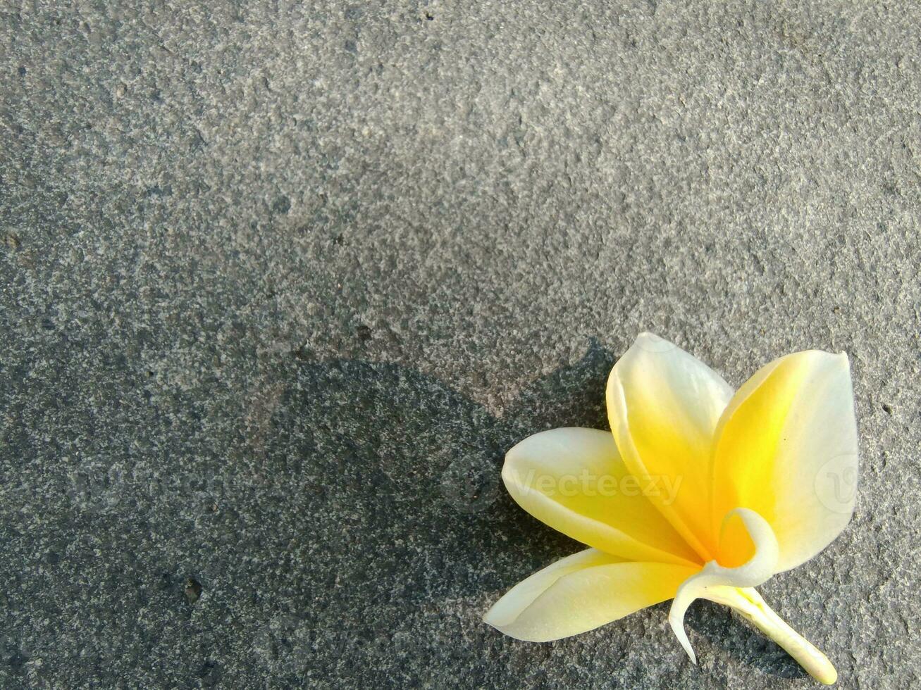 Gelb Frangipani Blume liegt im ästhetisch eben Felsen foto