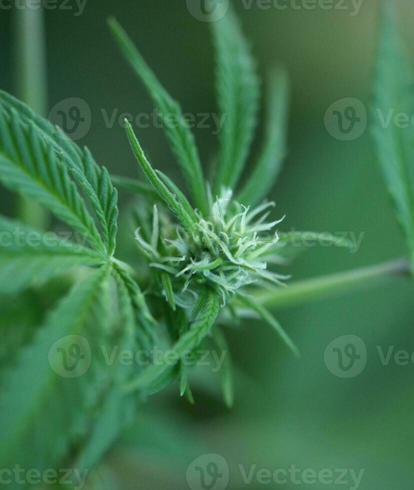 Blau Gorilla Haschisch klein Pflanze im Woche 5 von blühen draussen wachsen Hintergrund von Cannabis Marihuana Knospen schließen oben Schuss Blätter auf medizinisch Gras Hanf Gebüsch generativ foto