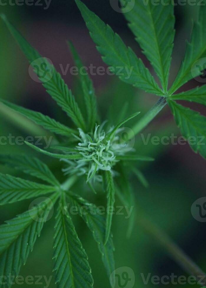 Blau Gorilla Haschisch klein Pflanze im Woche 5 von blühen draussen wachsen Hintergrund von Cannabis Marihuana Knospen schließen oben Schuss Blätter auf medizinisch Gras Hanf Gebüsch generativ foto