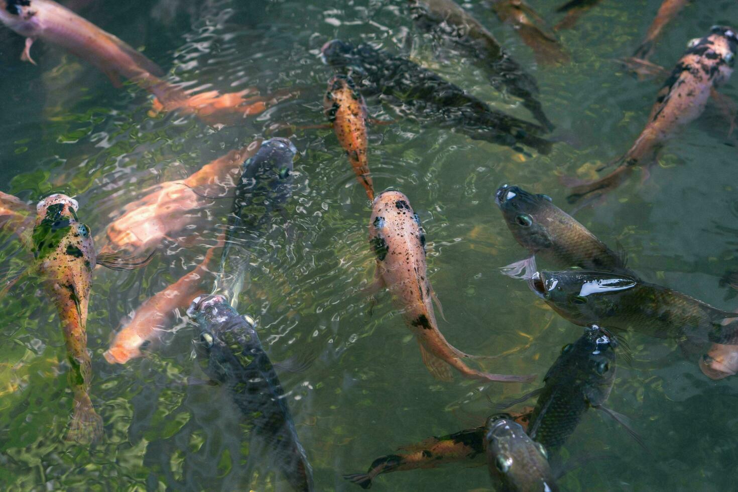 schließen oben von verschiedene Koi Fisch Schwimmen im ein Teich. Schön, exotisch, bunt, Bokeh Hintergründe. foto