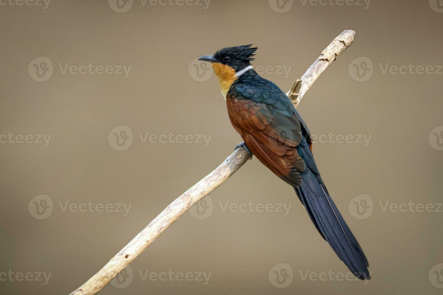 Bild von Kastanie geflügelt Kuckuck Vogel Klatscher Koromandus auf ein Ast auf Natur Hintergrund. Vogel. Tiere. foto