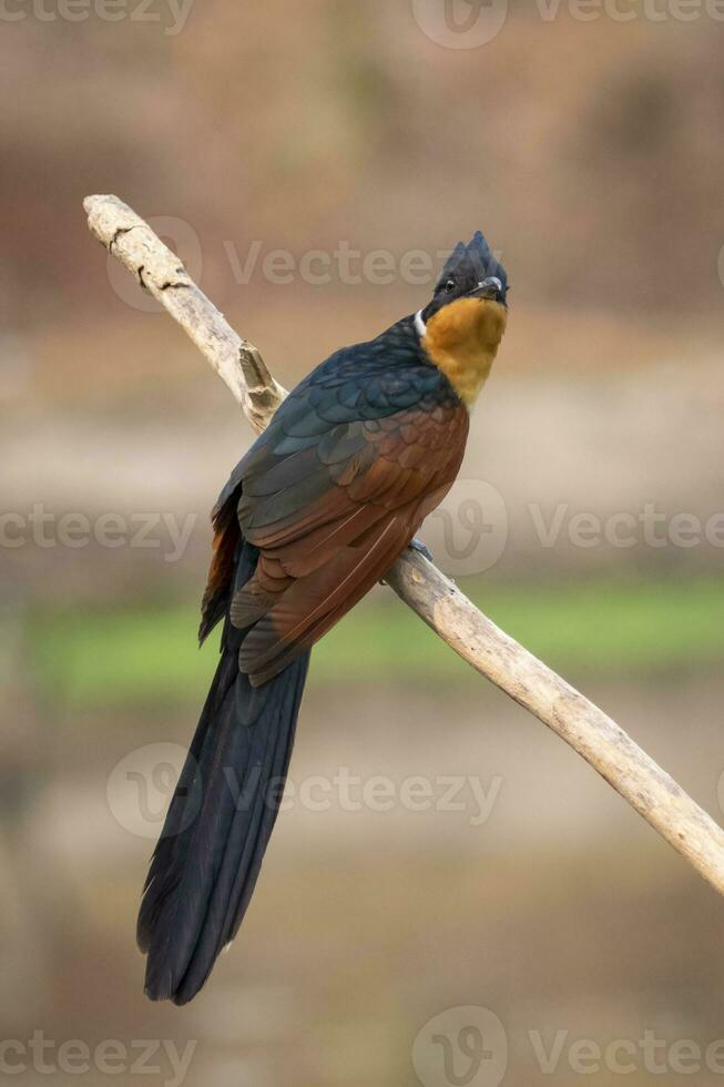 Bild von Kastanie geflügelt Kuckuck Vogel Klatscher Koromandus auf ein Ast auf Natur Hintergrund. Vogel. Tiere. foto