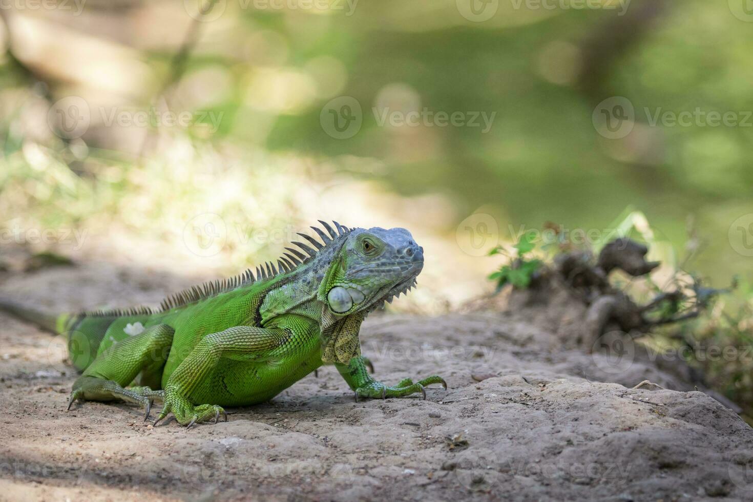 Bild von Grün Leguan morph auf ein natürlich Hintergrund. Tier. Reptilien foto