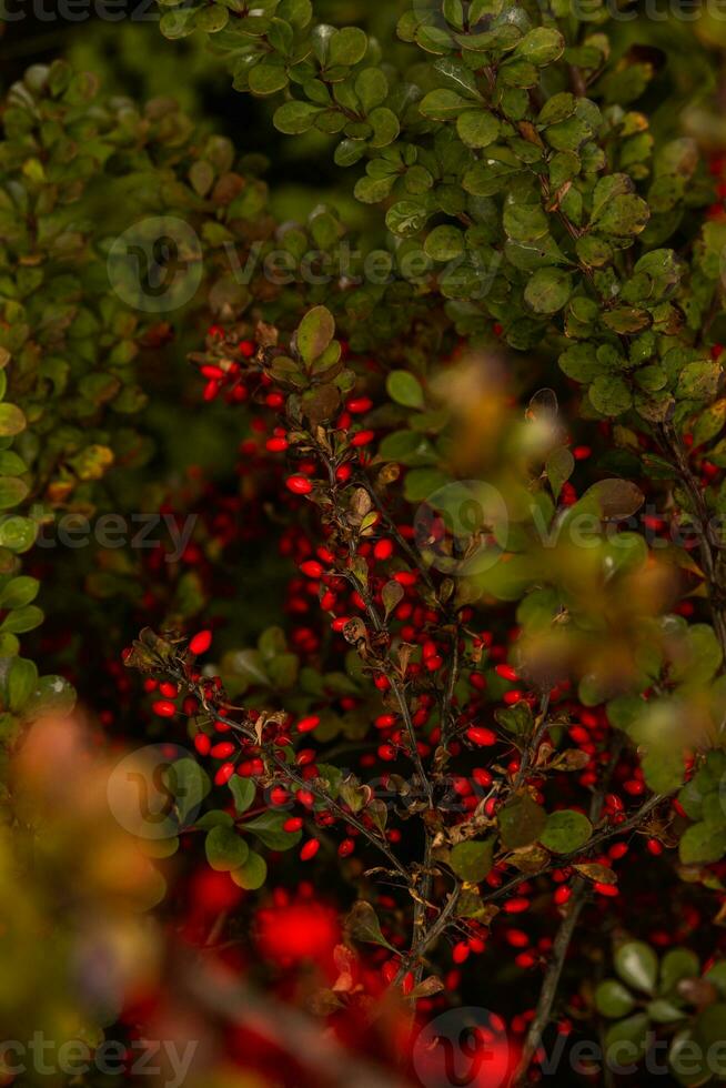 rot reif Beeren von Berberitze auf Herbst Busch. foto