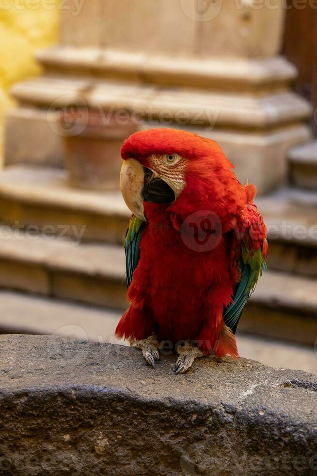 rot groß Ara Papagei Vogel im Nahansicht foto