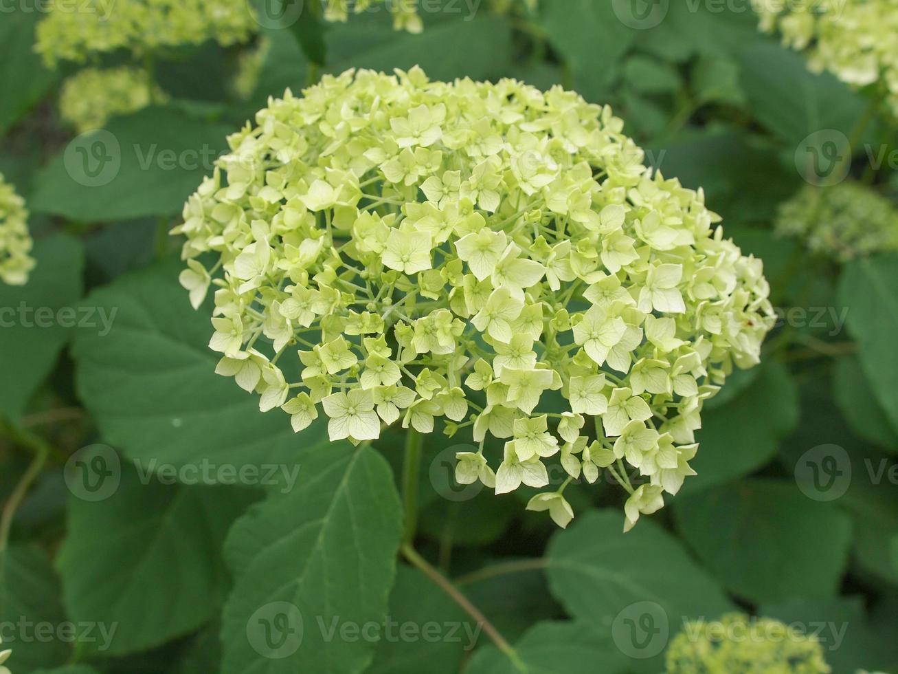 weiße Hortensienblüte foto