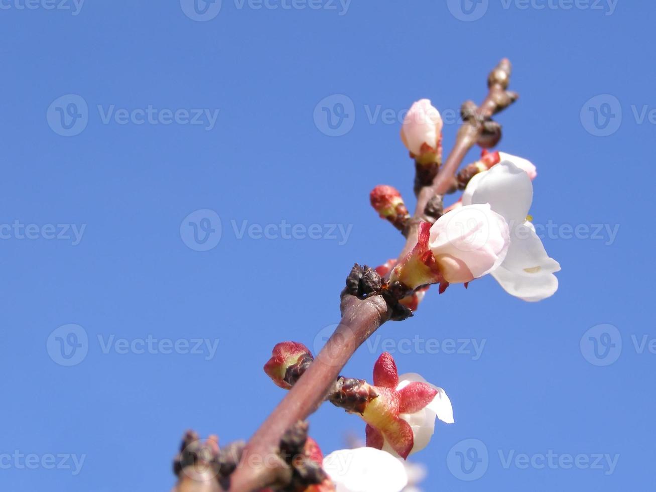 Obstbaum Blumen foto