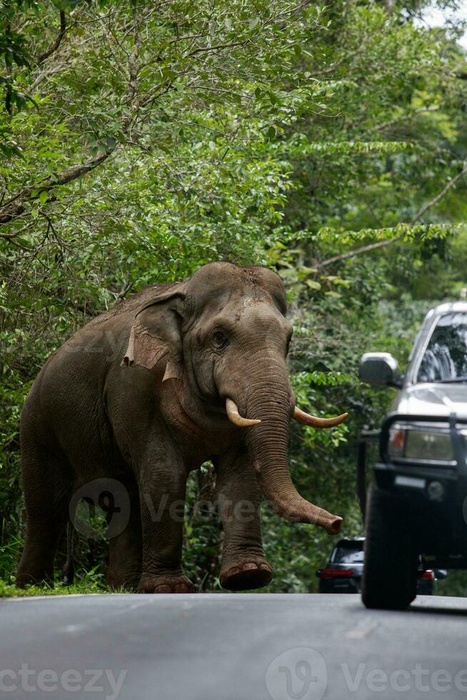 schön männlich Elfenbein Elefant im khaoyai National Park, einer von das die meisten wichtig natürlich Heiligtümer im Thailand. foto