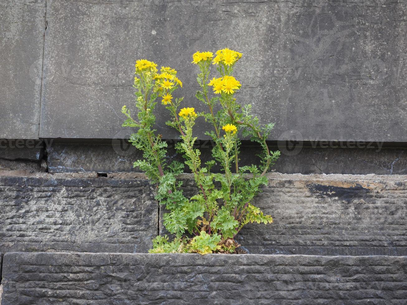 Blume aus dem Stein geboren foto