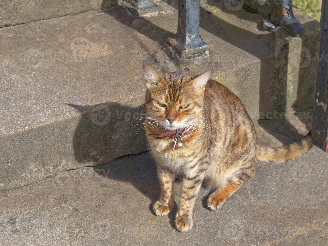 Katze auf Stufen foto