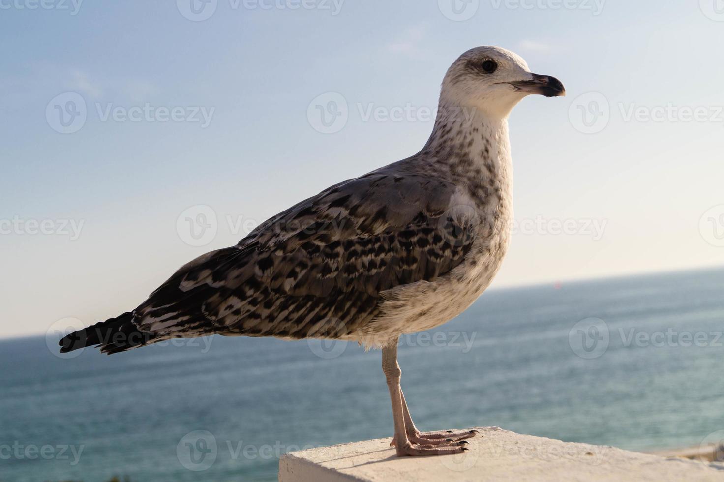 Möwe in Portugal foto