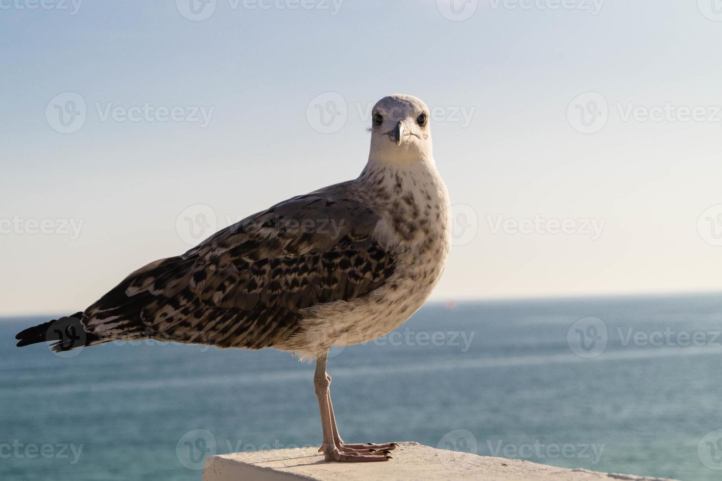 Möwe in Portugal foto