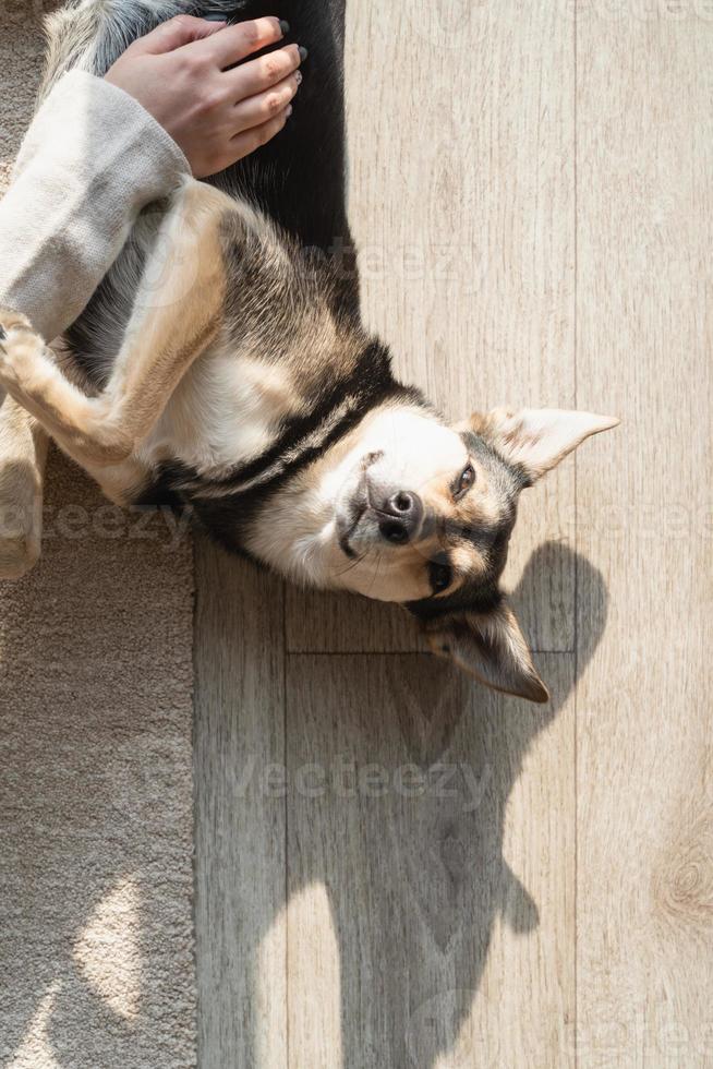 lustiger Mischlingshund auf dem Boden liegend foto