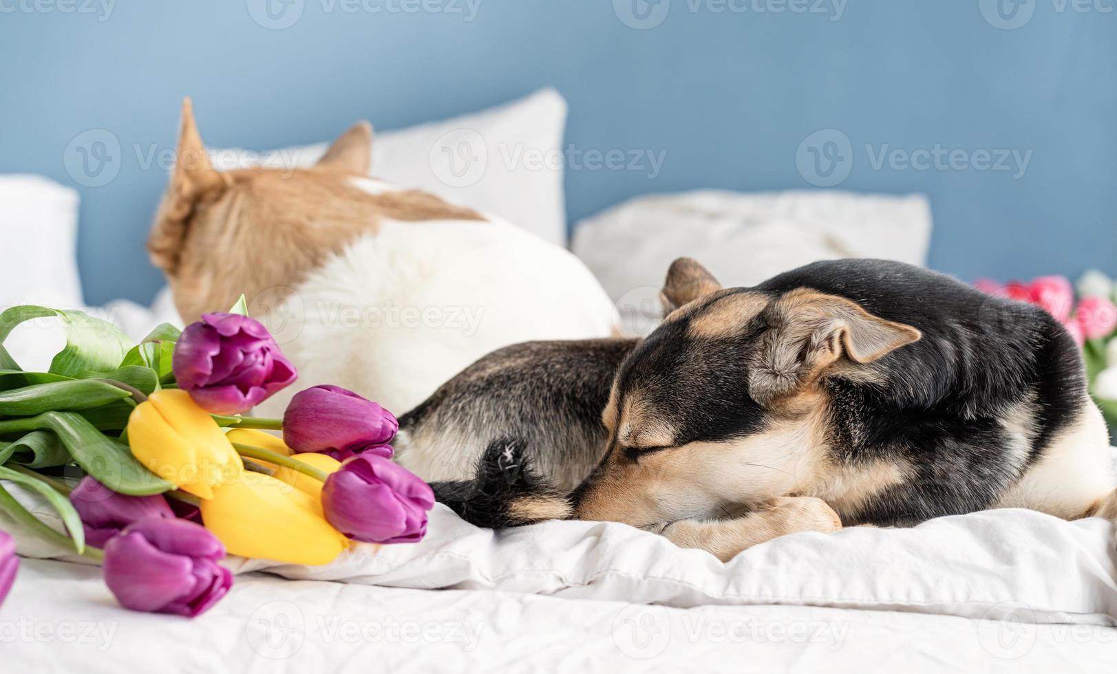 süßer Hund liegt auf dem Bett mit einem Strauß Tulpen foto