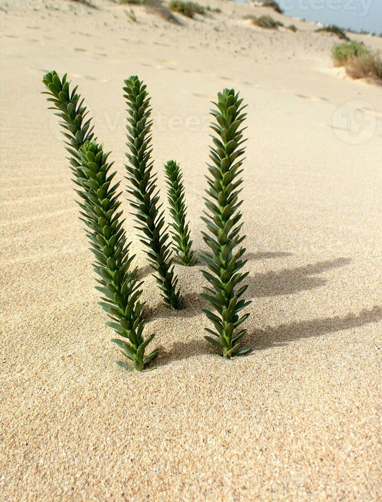 interessant Original Grün Pflanze wachsend auf das Kanarienvogel Insel fuerteventura im Nahansicht auf das Sand im das Dünen foto