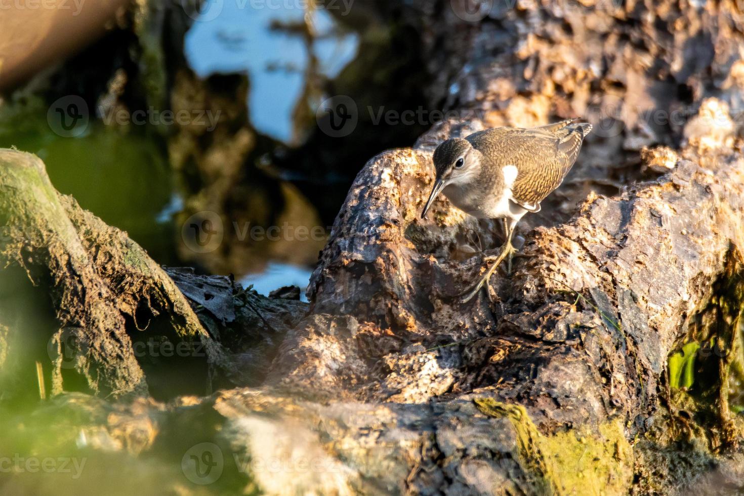 Tringa-Vogel thront auf einem Baumstamm am See foto