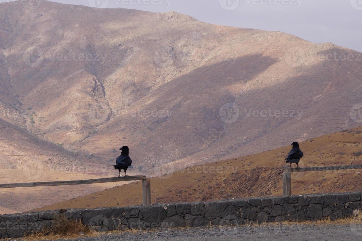 Rabe oder Krähe bei Fuerteventura - Corvus Corax foto