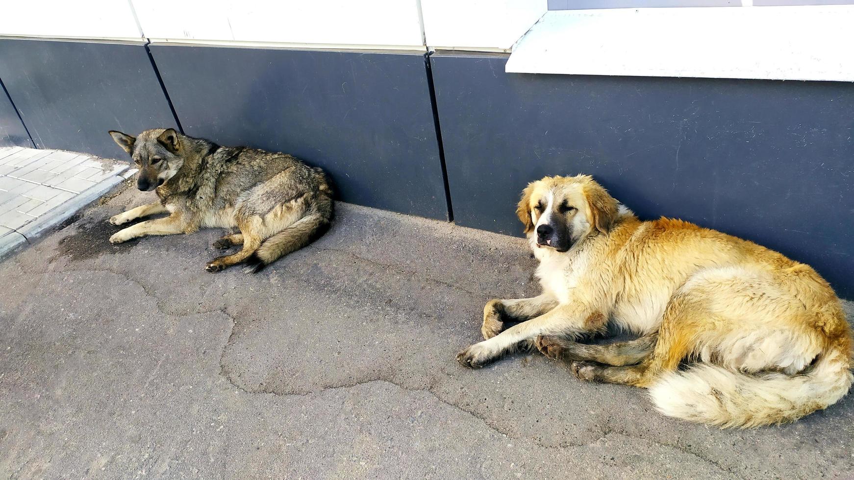 zwei streunende Hunde liegen auf dem Asphalt in der Nähe foto