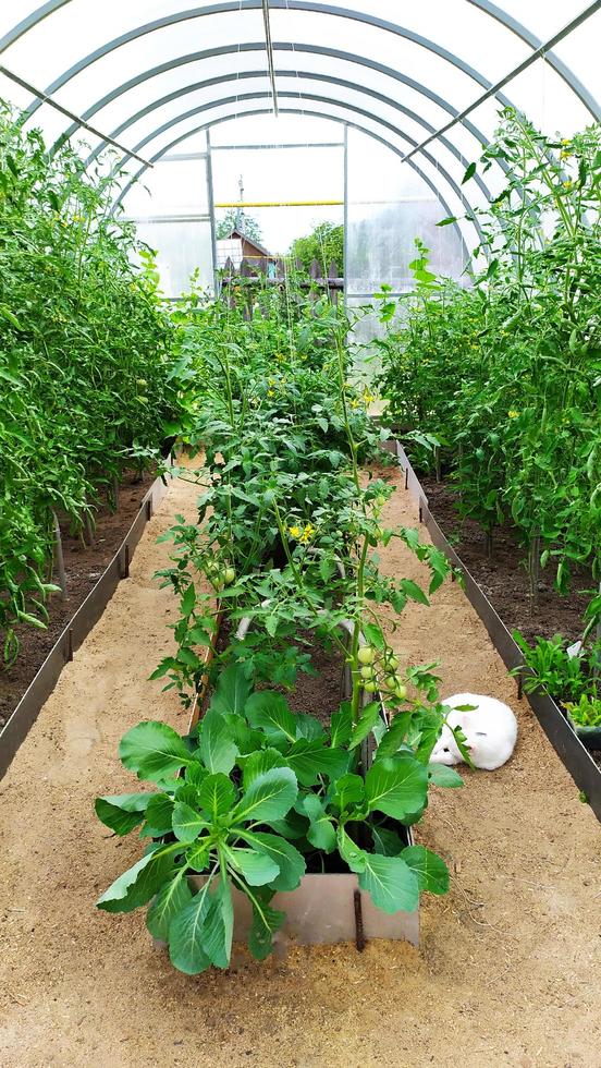 Tomatensträucher in einem Gewächshaus und eine weiße Katze schläft foto