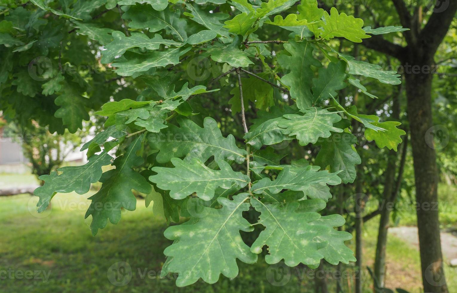 Eiche, Quercus-Robur-Bäumchen foto