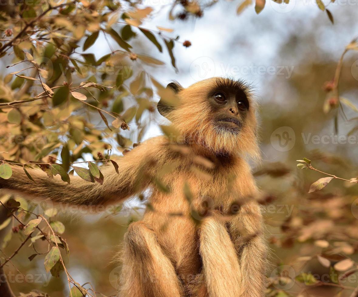 matriarchin langschwänziger affe foto