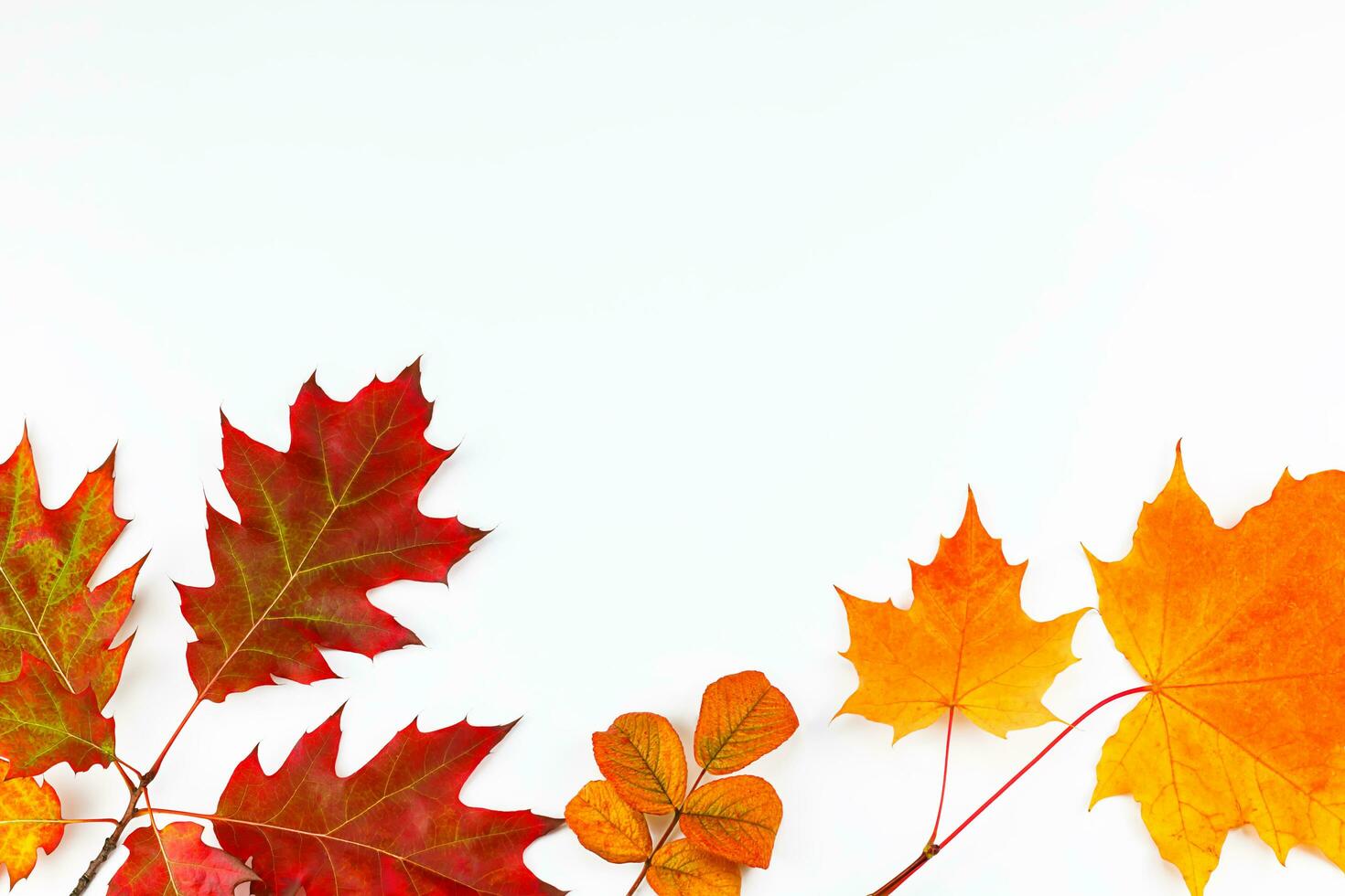 Gelb und rot Herbst Blätter auf Weiß Hintergrund foto