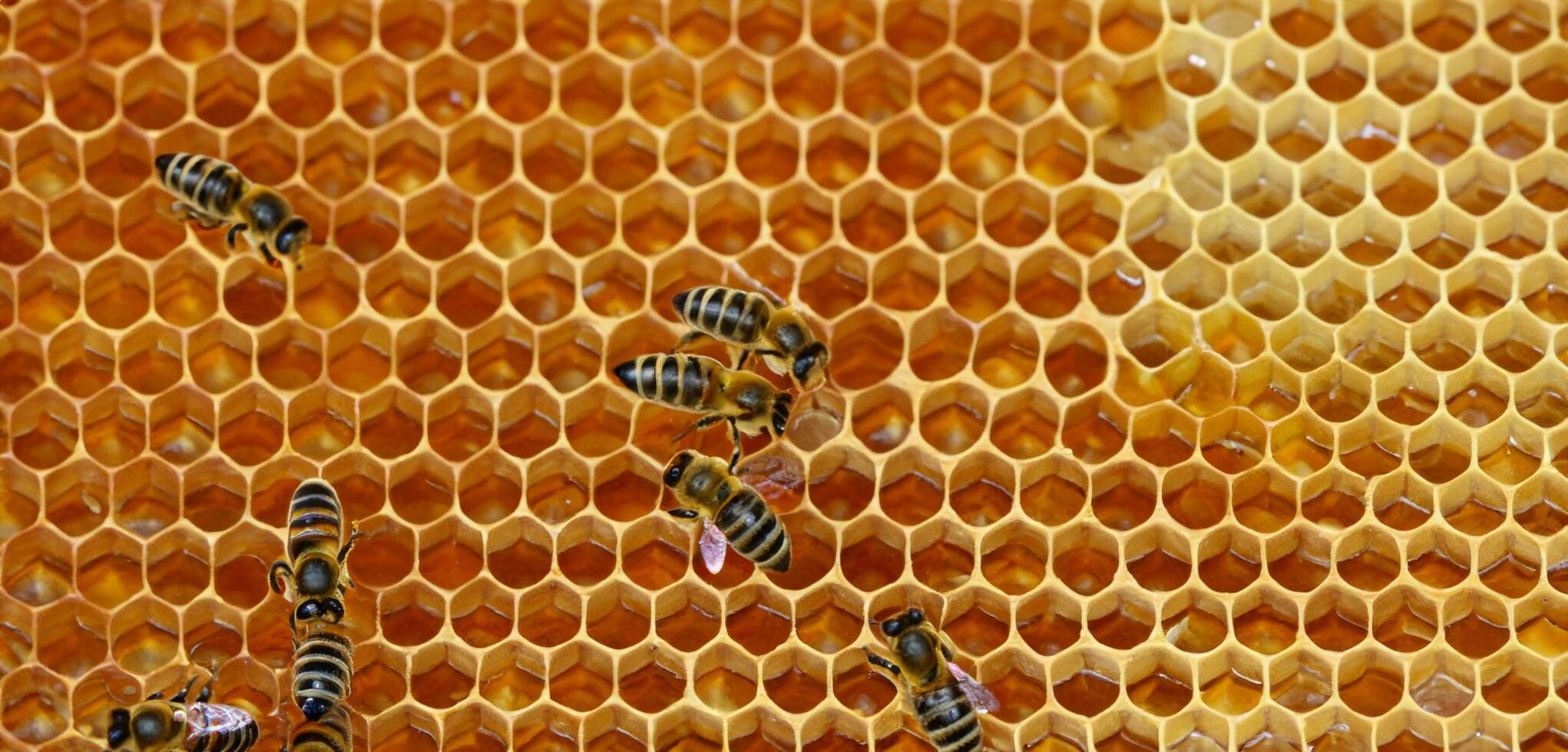 Bienenwabe Honig Bienen Pollen saugen Wespen schließen oben Foto Makro Foto von ein Insekt