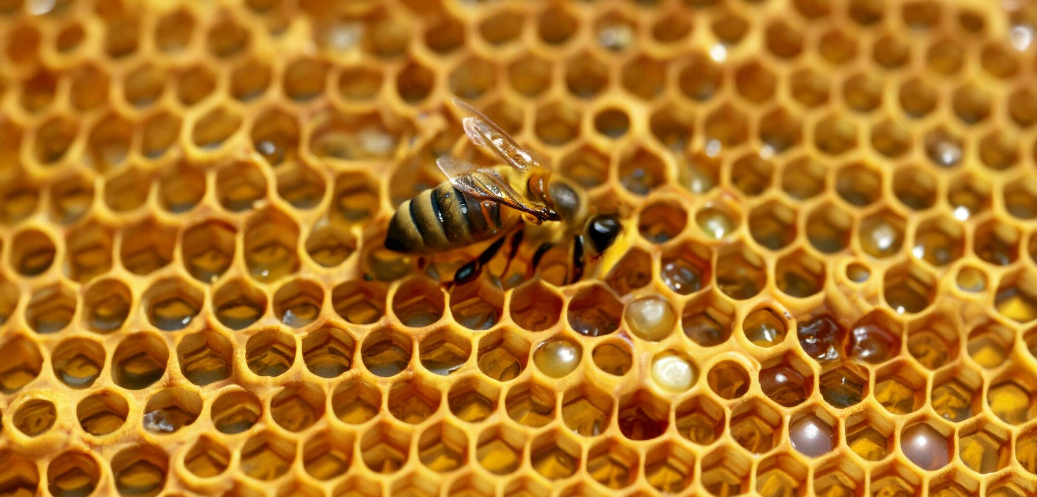 Bienenwabe Honig Bienen Pollen saugen Wespen schließen oben Foto Makro Foto von ein Insekt