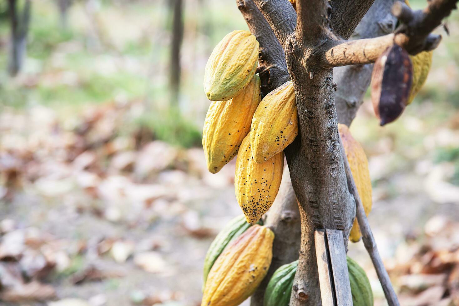 Kakao Obst Garten, tropisch landwirtschaftlich Hintergrund foto