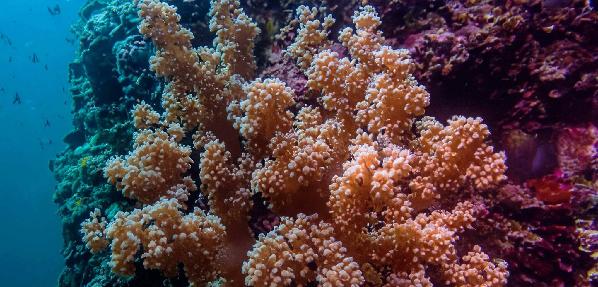Koralle unter Wasser Meer unter Wasser Ökosystem Tourismus Tauchen foto