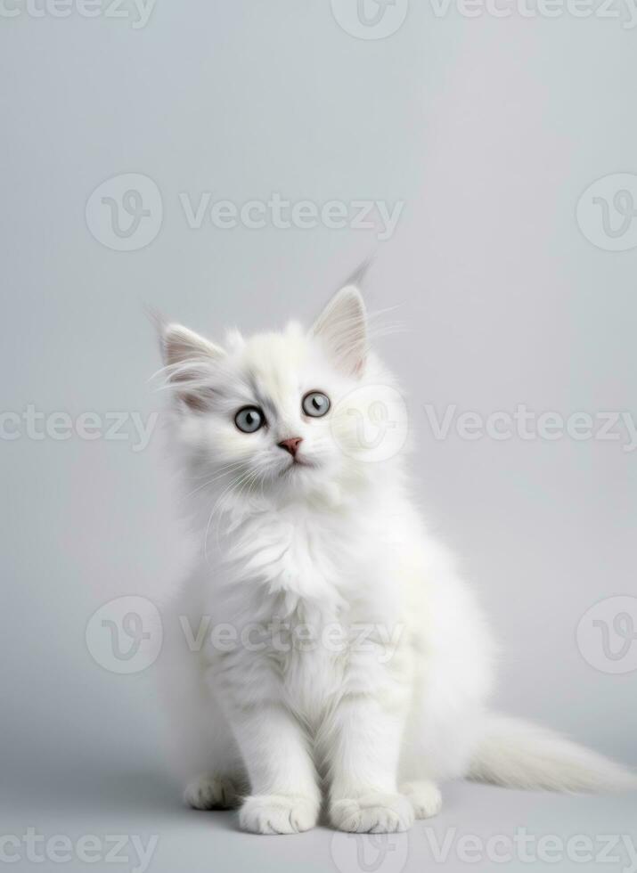 süß Katze, ein Weiß Kätzchen posieren im ein Studio gegen ein grau Hintergrund. generativ ai foto