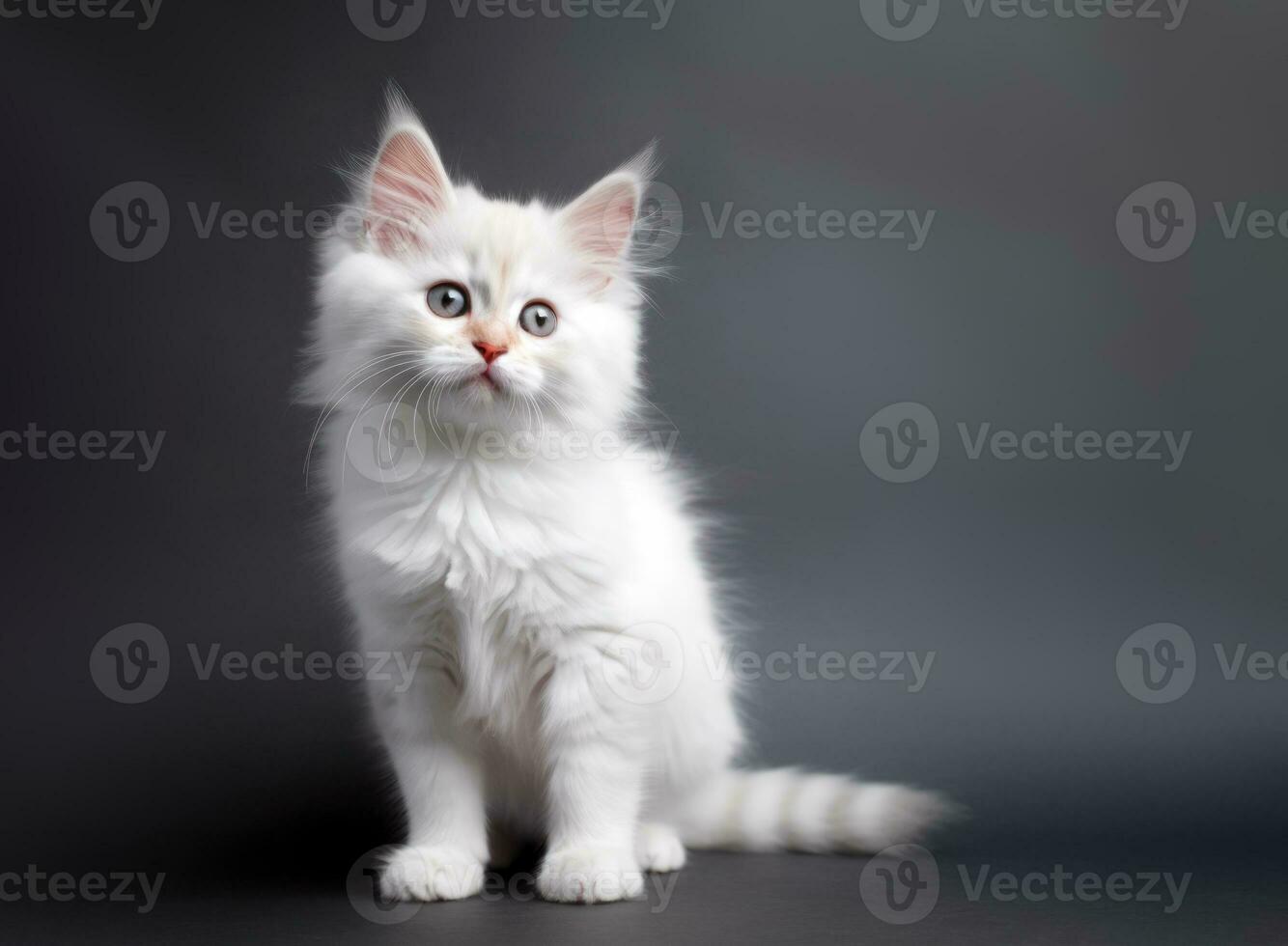 süß Katze, ein Weiß Kätzchen posieren im ein Studio gegen ein grau Hintergrund. generativ ai foto