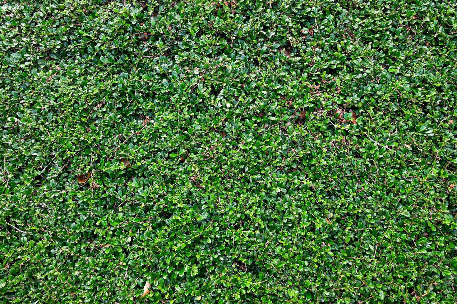 Vertikale Garten Hintergrund, fukien Tee Bäume und Blätter. foto