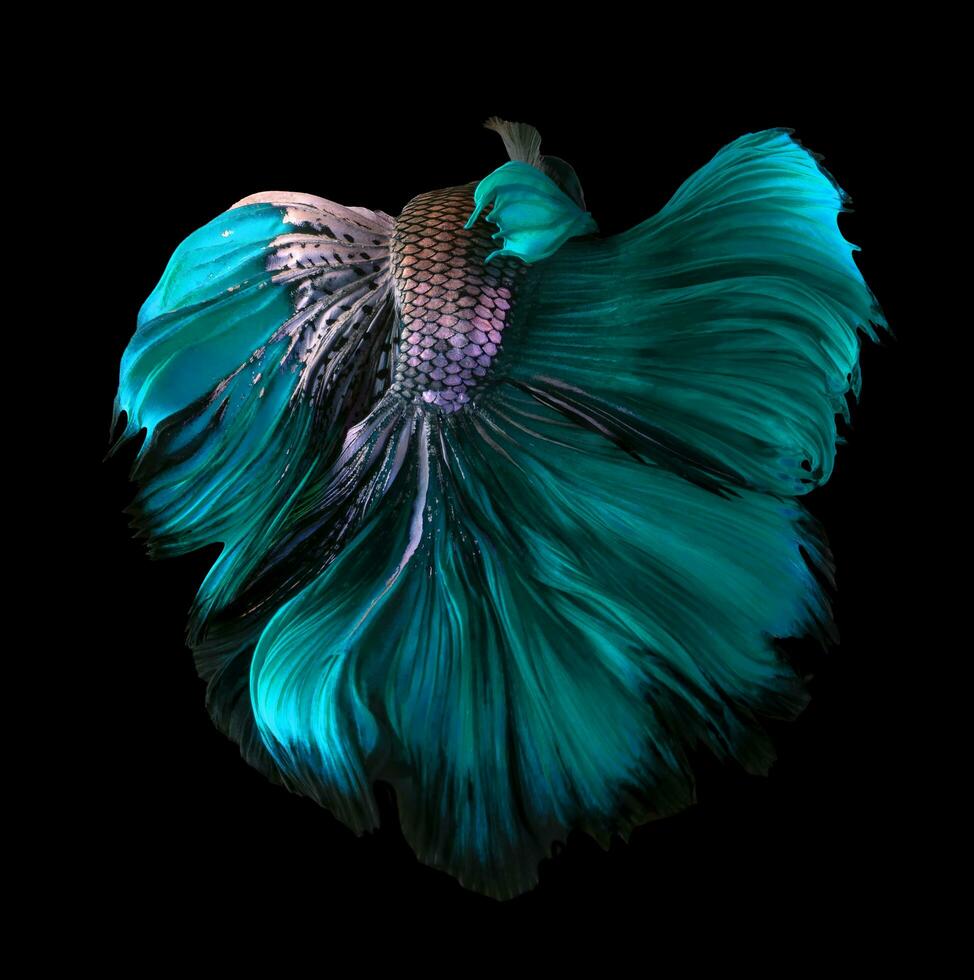 schön Bewegung von Blau Silber betta, schick Halbmond betta, das ziehen um Moment schön von Grün Blau Siamese Kampf Fisch, Betta Pracht, rhythmisch von Betta Fisch isoliert auf schwarz Hintergrund. foto