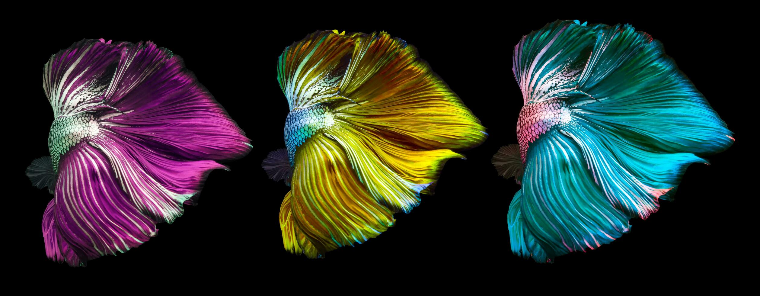 bunt Betta Schwanz, lila Gelb und Blau Betta Fisch Schwanz isoliert auf schwarz Hintergrund. foto