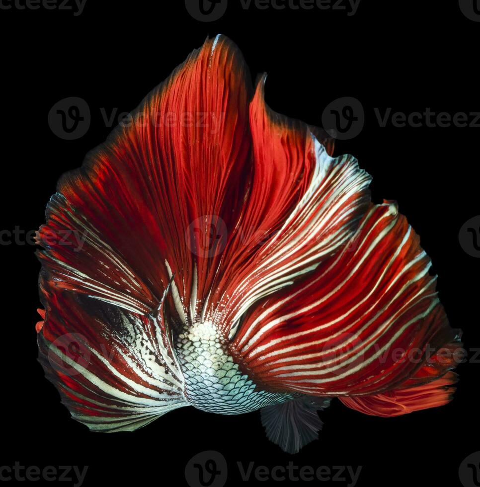 schön Bewegung von rot Grün Betta Fisch, Siamese Kampf Fisch, Betta prächtig von Thailand, isoliert auf schwarz Hintergrund. foto