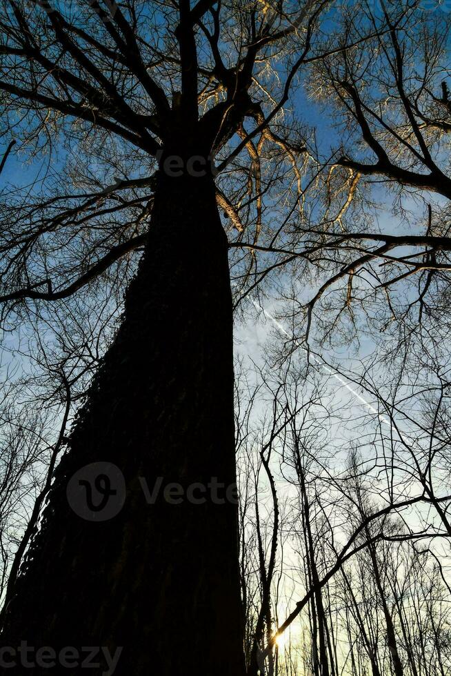 ein groß Baum im das Wald foto