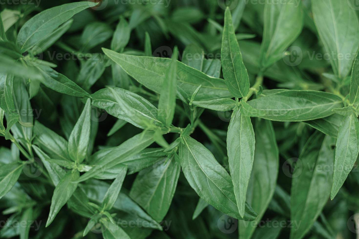 Kariyat oder Andrographis Paniculata thailändische Kräutermedizinkräuter foto