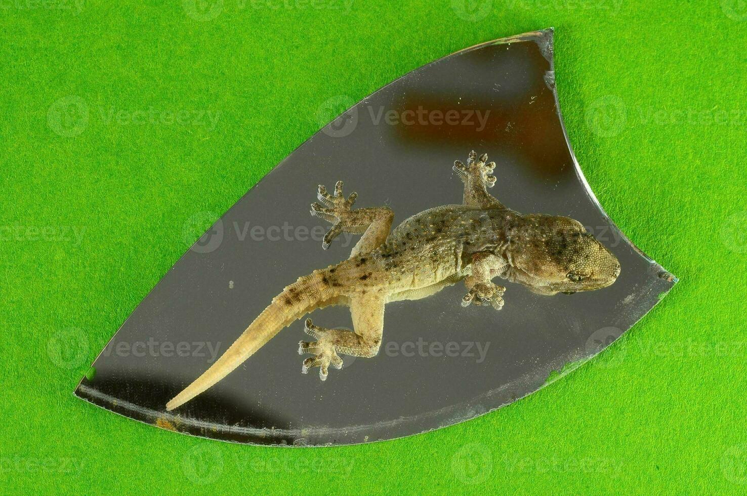 Gecko auf ein Spiegel foto