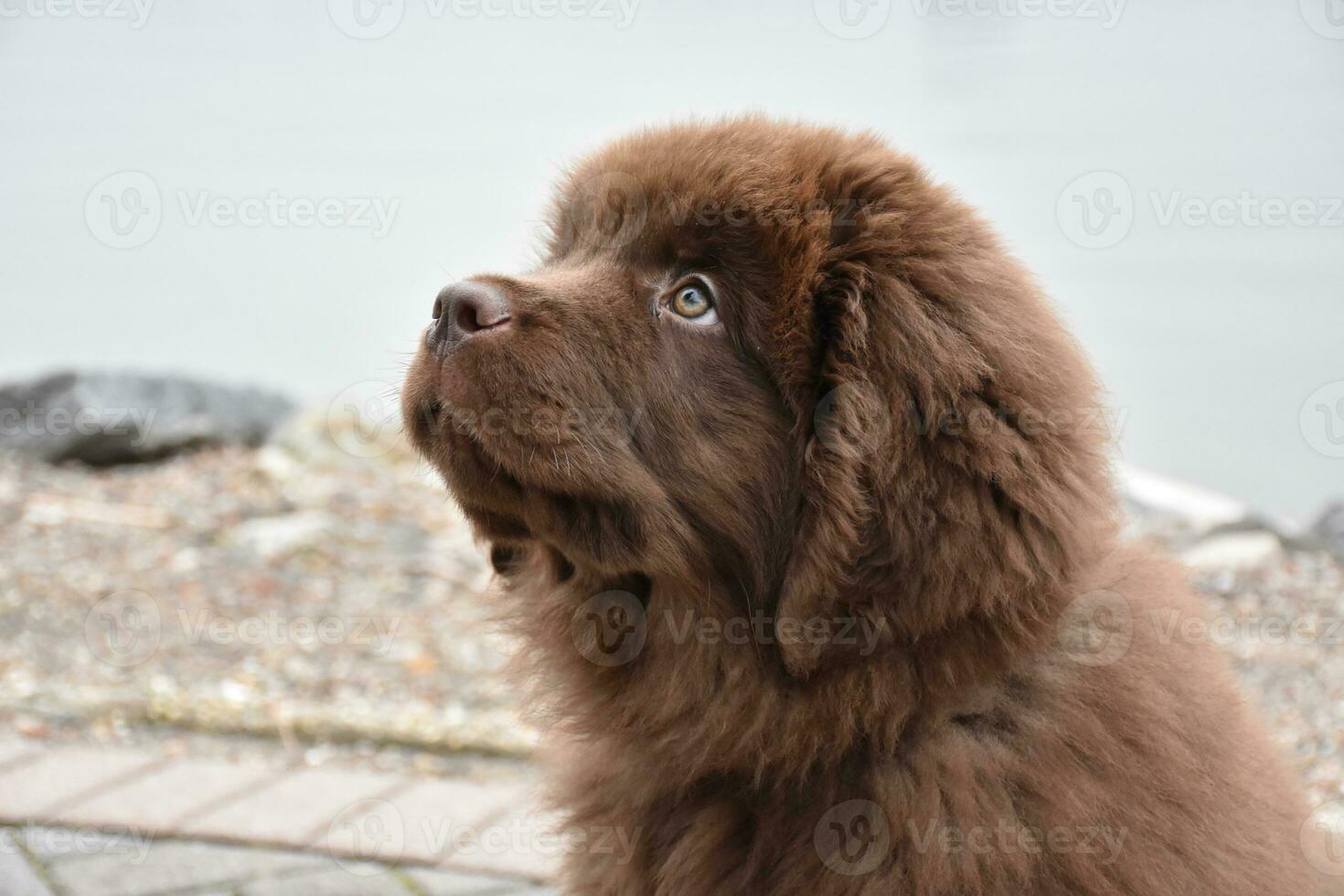 bezaubernd braun pelzig Neufundland Hündchen Hund spähen oben foto