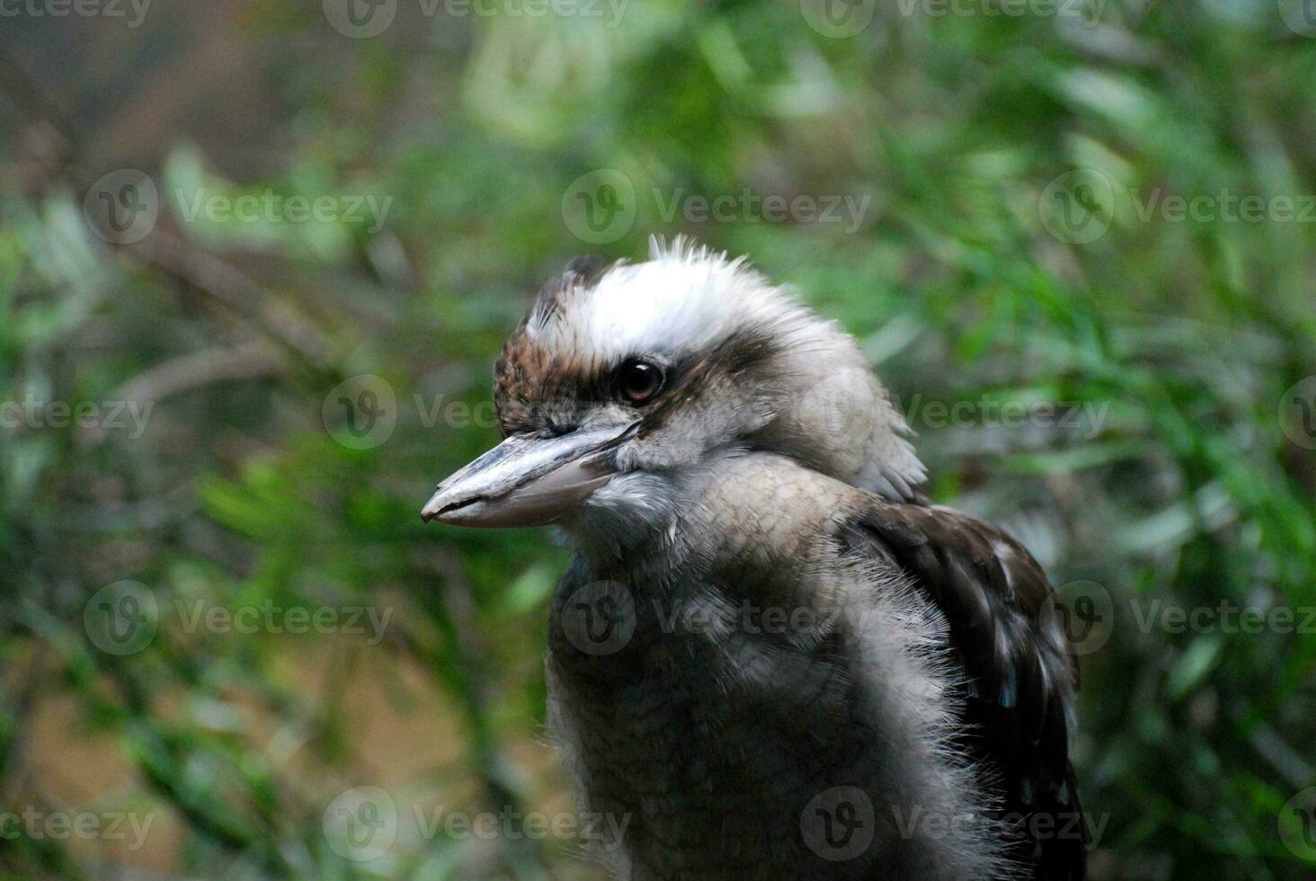 oben schließen mit ein Lachen Kookaburra Vogel foto