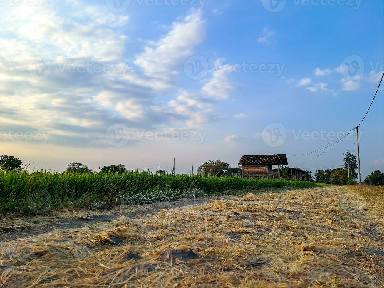 Erfassung das heiter Schönheit von Nachmittag Reis Felder im diese fesselnd Foto. ein still Flucht in der Natur Umarmung foto