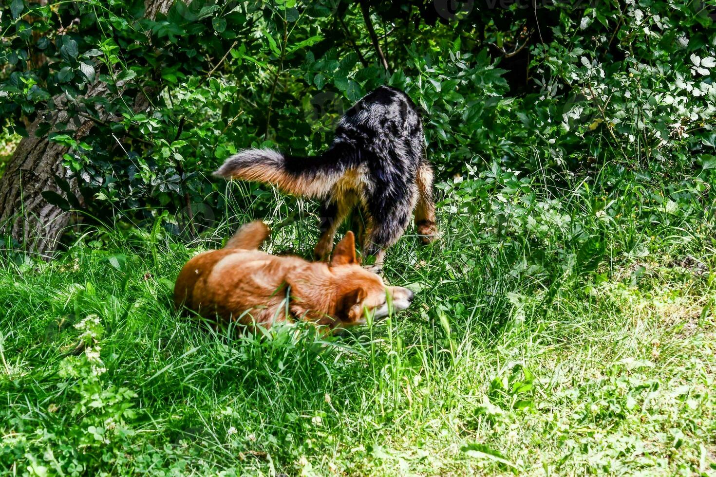zwei Hunde spielen im das Gras in der Nähe von ein Baum foto