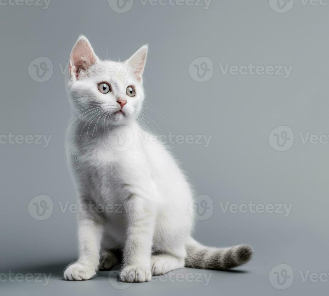 süß Katze, ein Weiß Kätzchen posieren im ein Studio gegen ein grau Hintergrund. generativ ai foto