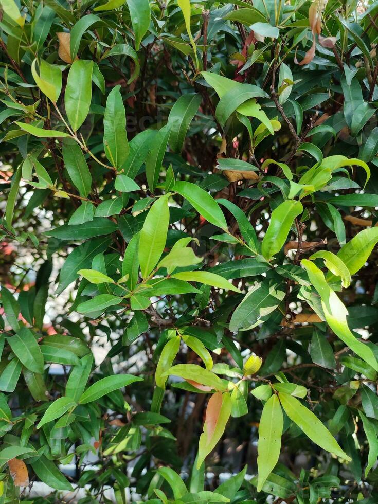 das Syzygium Myrtifolium Pflanze ist ein Gegen Verschmutzung Pflanze Das können absorbieren Kohlenstoff Dioxid höher als andere Bäume, urteilen von das Bewertung von Photosynthese und führen Inhalt foto