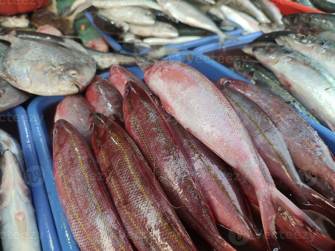 Salzwasser Fisch und frisches Wasser Fisch gehandelt im traditionell Märkte im Jakarta foto