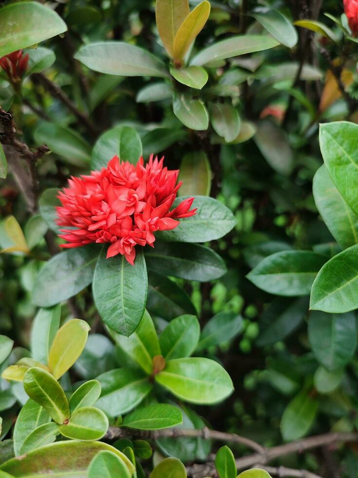 Soka Blume, ixora coccinea, Urwald Geranie, Flamme von das Wald, ein Spezies von blühen Pflanze im das Familie Rubiaceae foto