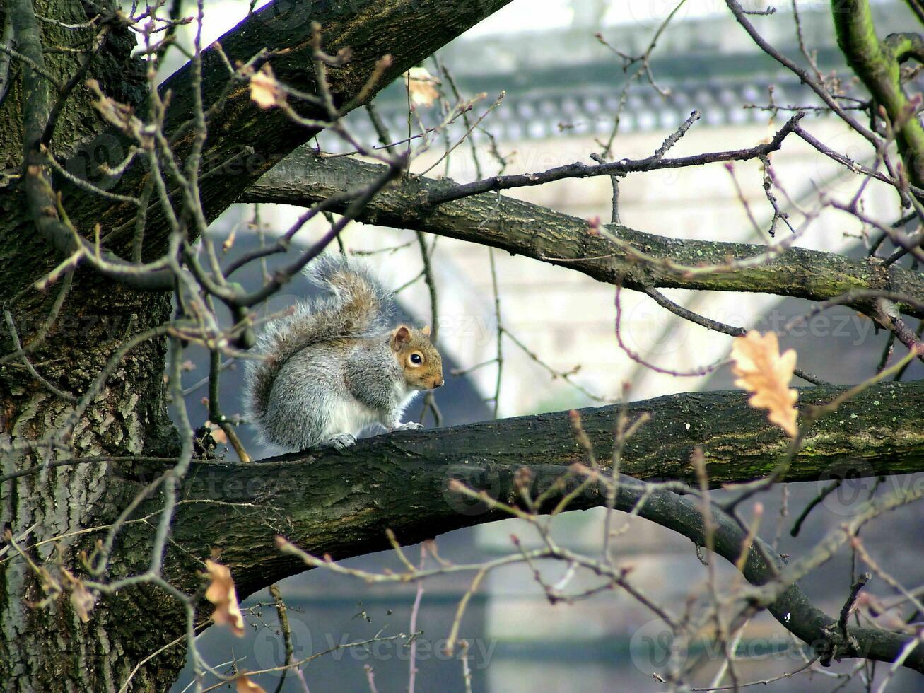 anmutig Eichhörnchen unter das Geäst foto