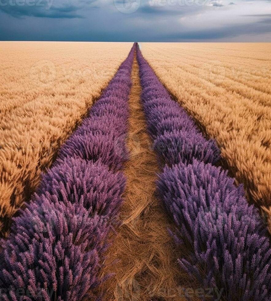 ein Feld von Lavendel und Weizen generativ ai foto