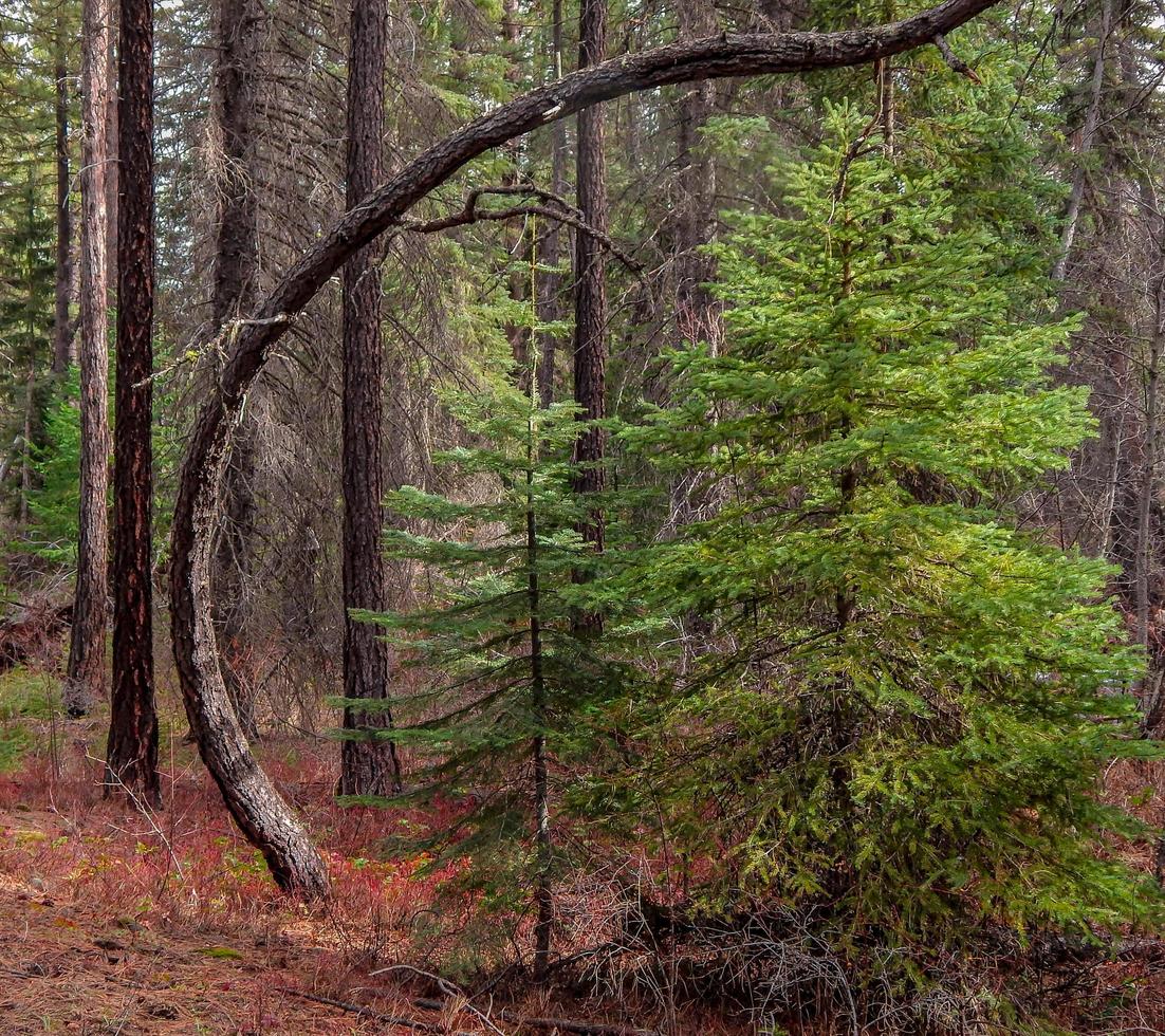 gewölbte Ponderosa-Kiefer am Canyon Creek in der Nähe von Camp Sherman oder? foto